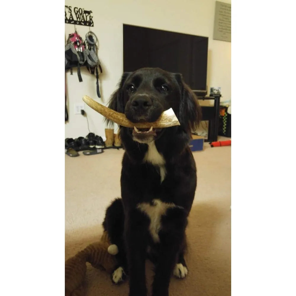 Medium Whole Elk Antler 2 Pack - Elk Antler Dog Chew - Grade A Premium - Organic - Made in USA - No Mess