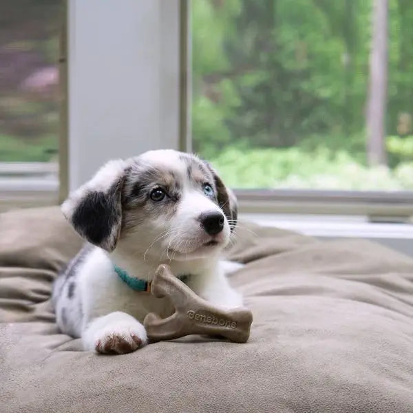 Rubber and Nylon Puppy Dog Chew Toy - S - 2pk