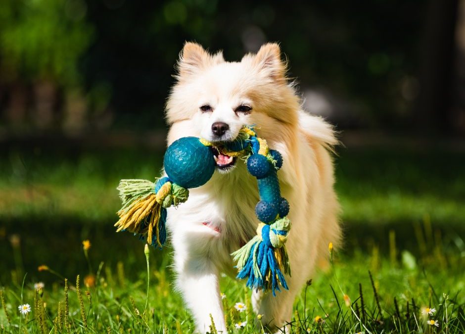Pet Toys